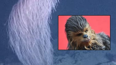 Encuentran fascinante y nueva especie en el Pacífico y la nombran Chewbacca, por su parecido al personaje de Star Wars