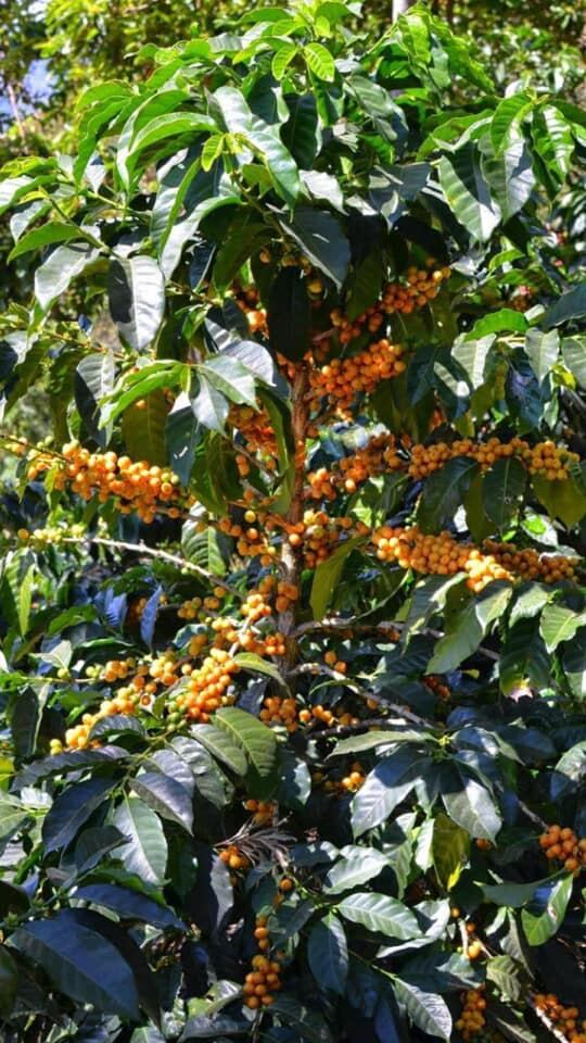 Monseñor Mario Quirós, obispo de Cartago, ayuda a repartir verduras