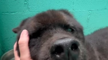 Conozca a Oso, el perrito que todos olvidaron y podría morir sin conocer un hogar