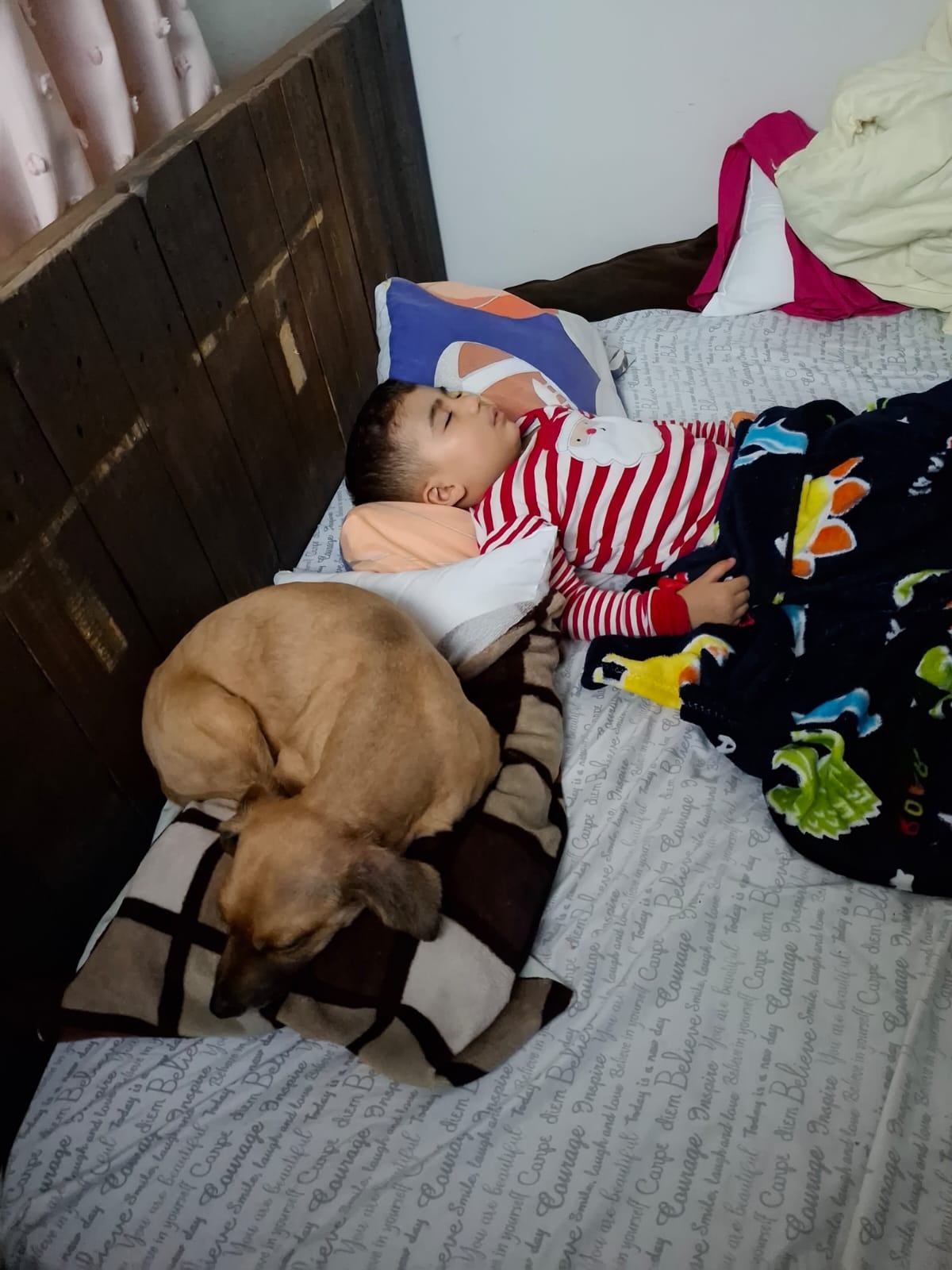 Lazzie Marie es una perra zaguatica que pasó de haber sido botada en un saco toda enferma a ser la luz del hogar de doña Carolina de Franco