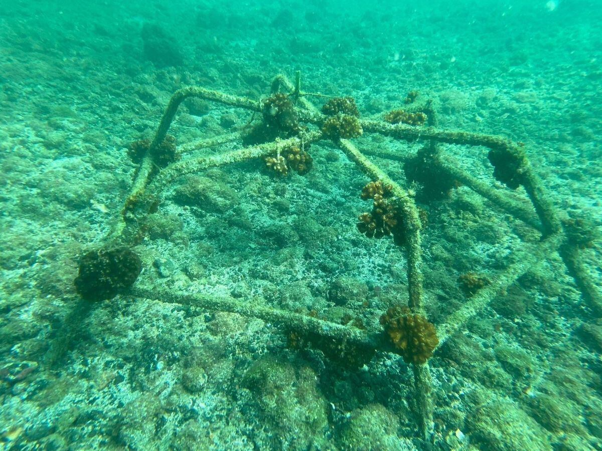 La técnica de la araña es un poco terrorífica, pero muy efectiva.