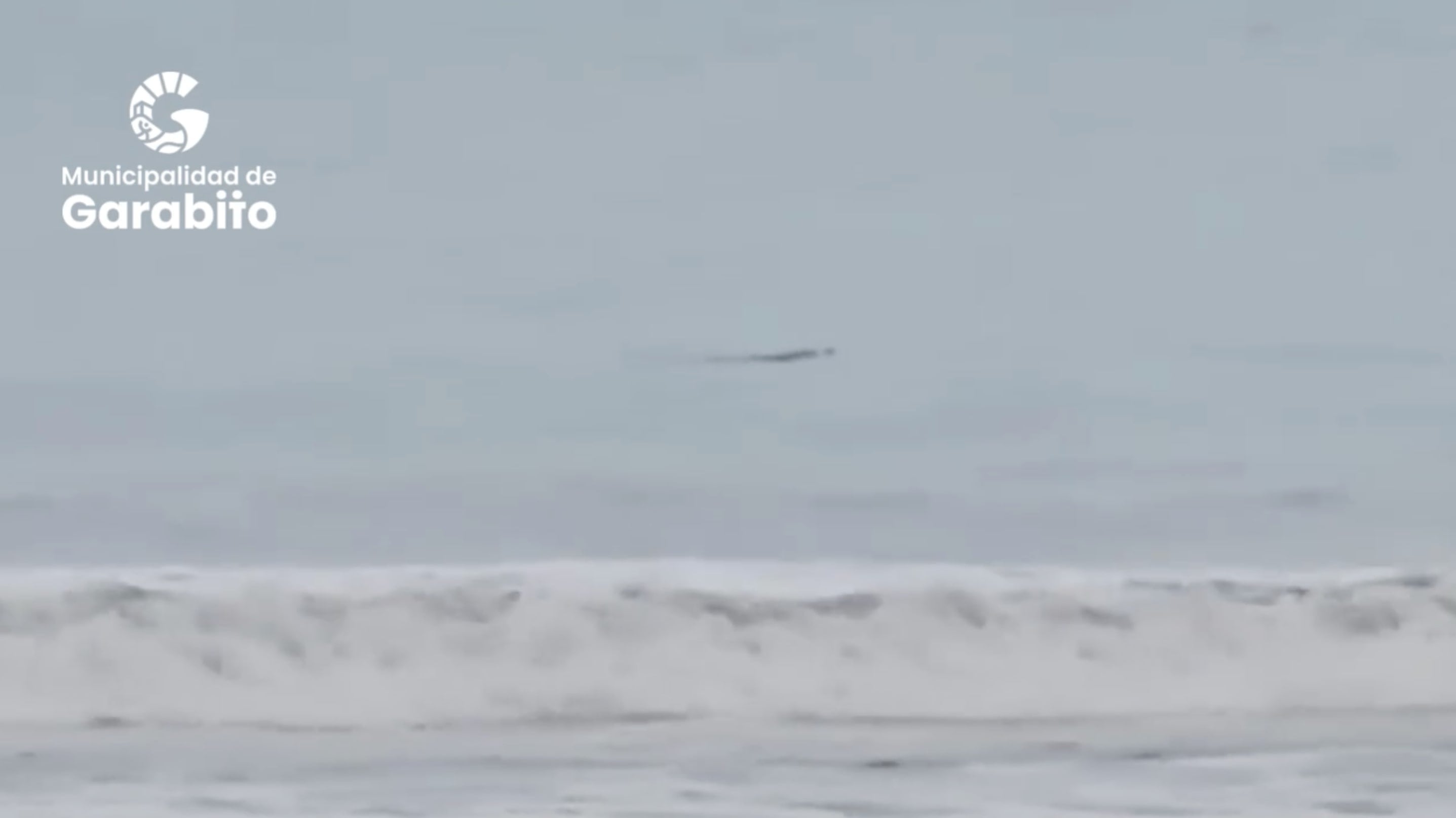 Apenas se ve, pero ese cocodrilo dio de qué hablar luego de que apareciera nadando en media playa Jacó.