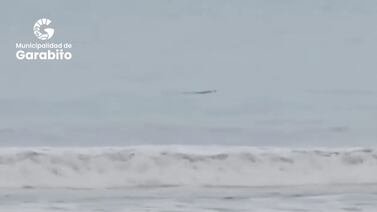 (Video) Cocodrilos están llegando a una de la playas más populares del país