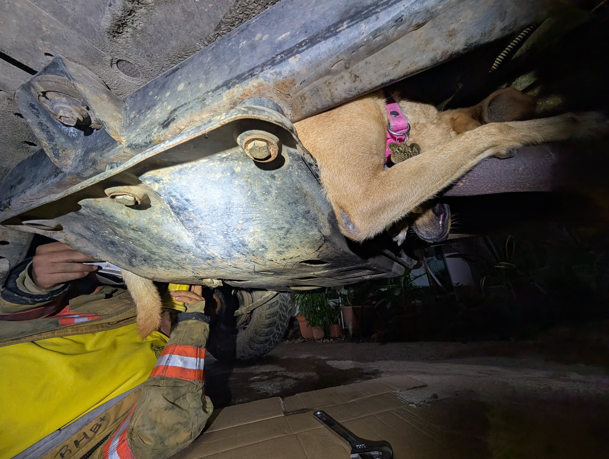 Un peludito estuvo en serios problemas cuando quedó atrapado en el chasis de un carro en Liberia, Guanacaste. Foto: Bomberos