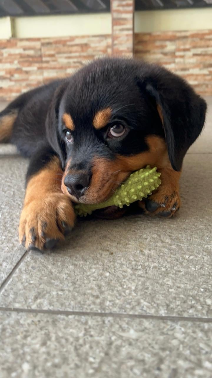 Numa, la Rottweiler que volvió a encender la luz de amor perruno en una casa de Santo Domingo de Heredia