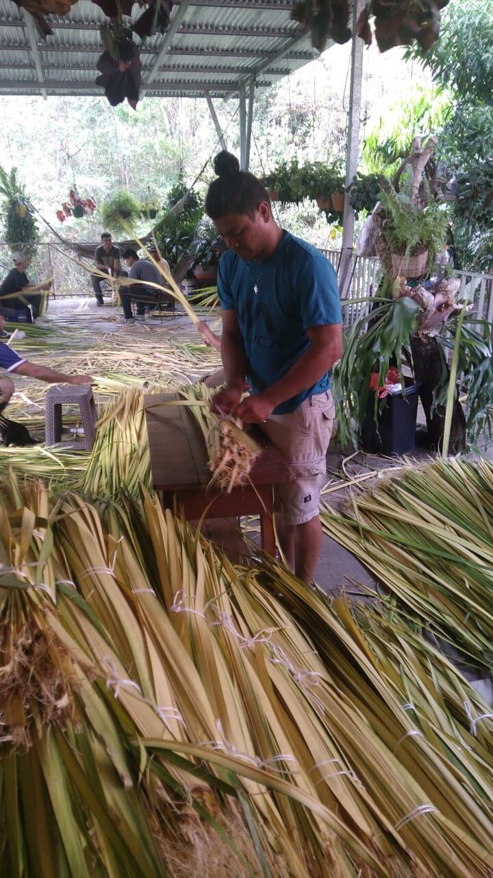 En la Gran Área Metropolitana (GAM) de Costa Rica, la mayor cantidad de palma que bendicen los padres antitos de iniciar la procesión, que recuerda la entrada triunfal de Jesús en Jerusalén, en donde fue recibido con palmas, las cortan, alistan en rollos y reparten, el negocio familiar que arrancó hace muchos años gracias a un roble que ahora tiene 98 años, don Marcelo Mora Valverde