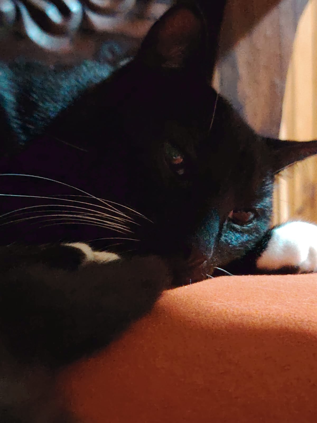 El gatito criollo, Julián, llegó a la vida de la profesora de música Marta Sánchez cuando apenas tenía un mes de nacido y desde entonces se convirtió en el chineado