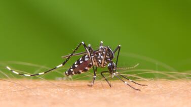 Salud confirma caso de malaria en persona extranjera