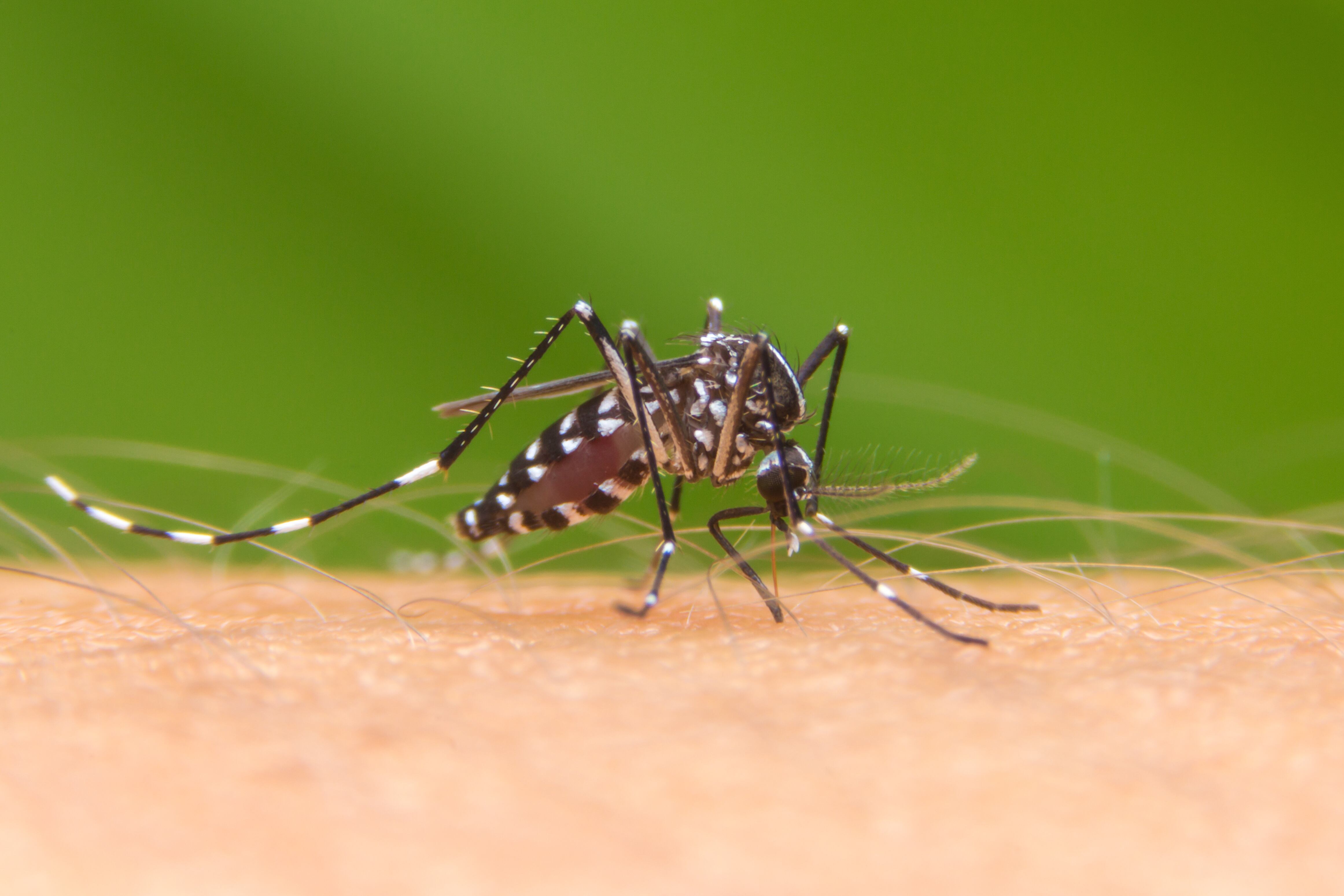 Según datos de la Dirección de Vigilancia de la Salud del Ministerio de Salud, al 14 de abril, se han identificado un total de 115 casos positivos por malaria en la región Huetar Caribe, contabilizando un total de 60 casos en Pococí, 51 en el cantón de Limón, dos en Matina, uno en Guácimo y un caso en Siquirres.