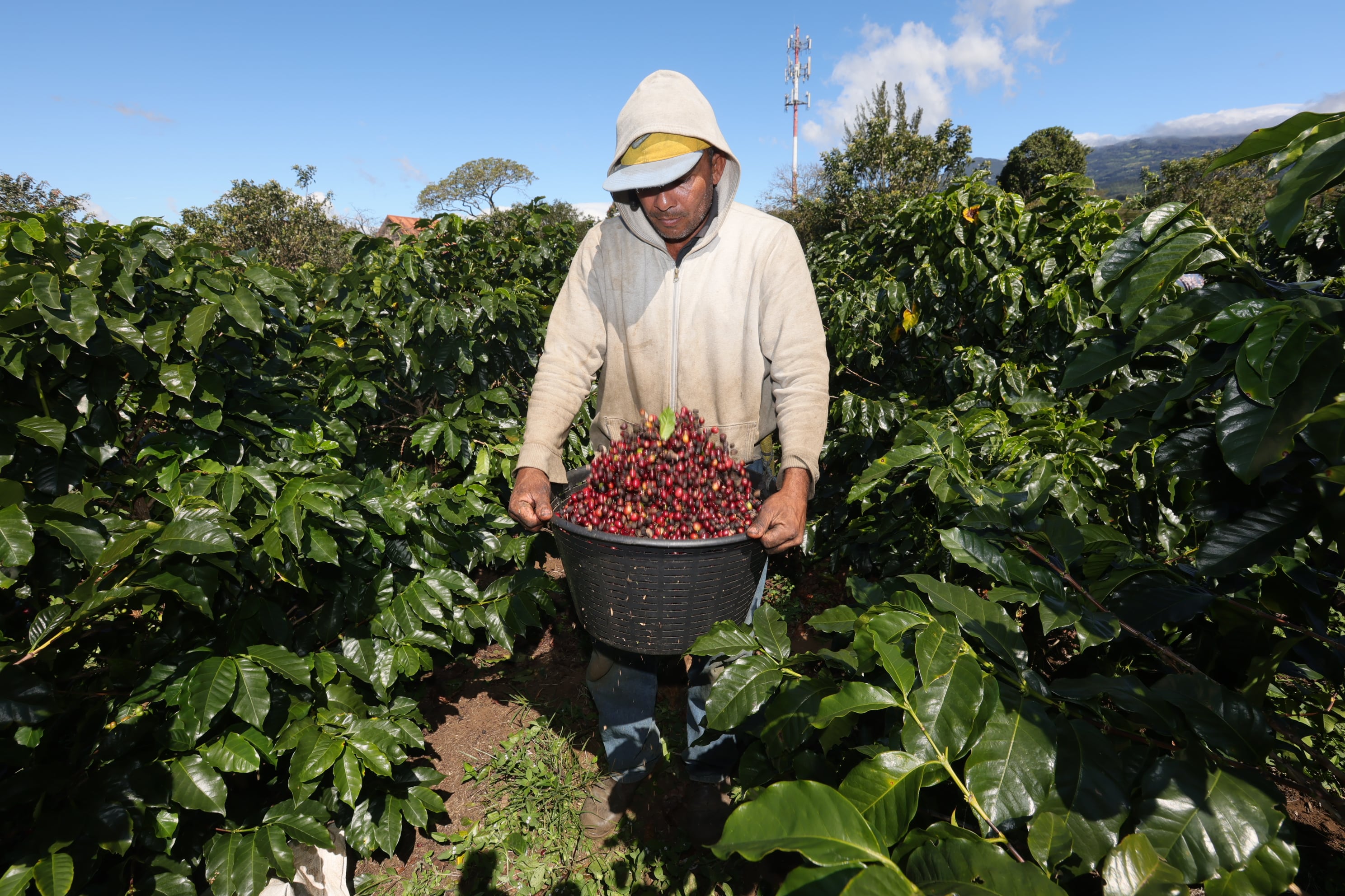 Campaña de la empresa Icafé Jale a coger café en Barva de Heredia / foto John Durán