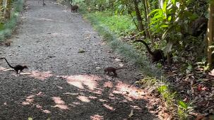 Así logró capturar Bismarck a los pizotes en San Carlos. Foto: Captura