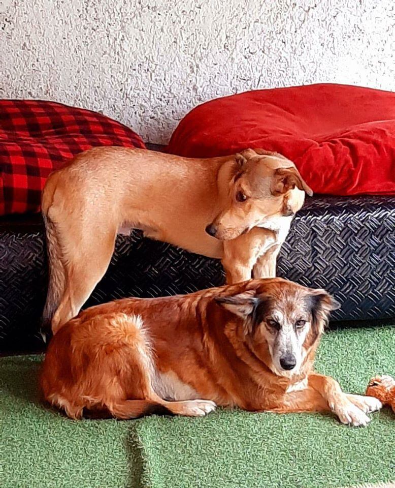 Lily y Andy están listos para ser adoptados en las Ferias de Adopción Virtuales de Tienda Monge