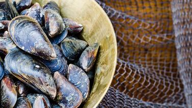 Detectan marea roja en Caldera: autoridades emiten advertencia por mariscos