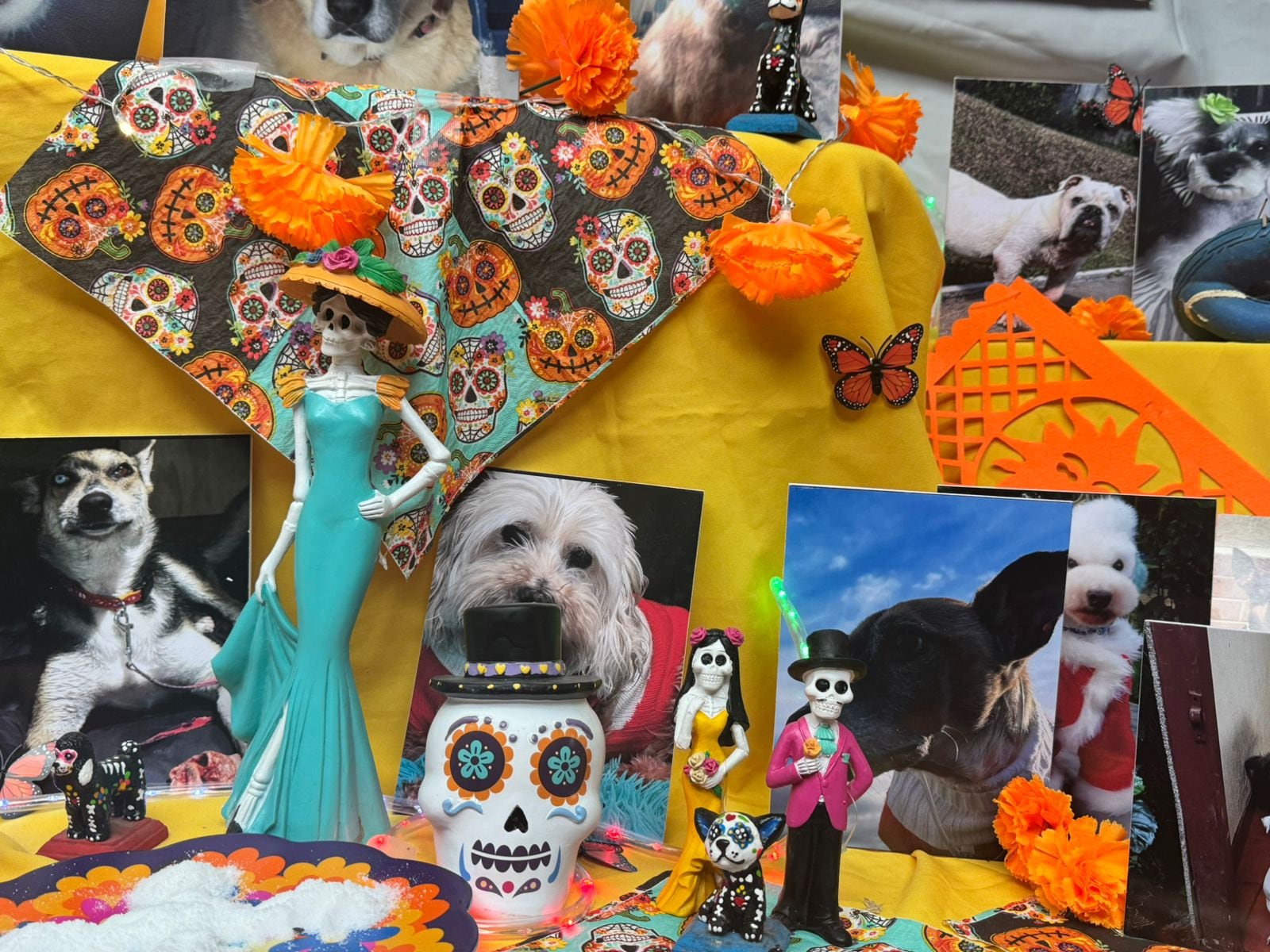 En Santa Bárbara de Heredia vive la amorosa doña Gina Varga, una mujer que lleva 15 años dedicando su vida al rescate de perros en Costa Rica. Este 2025 hizo un super altar para perritos en el cual está por primera vez Brisa, su amada perrita que falleció