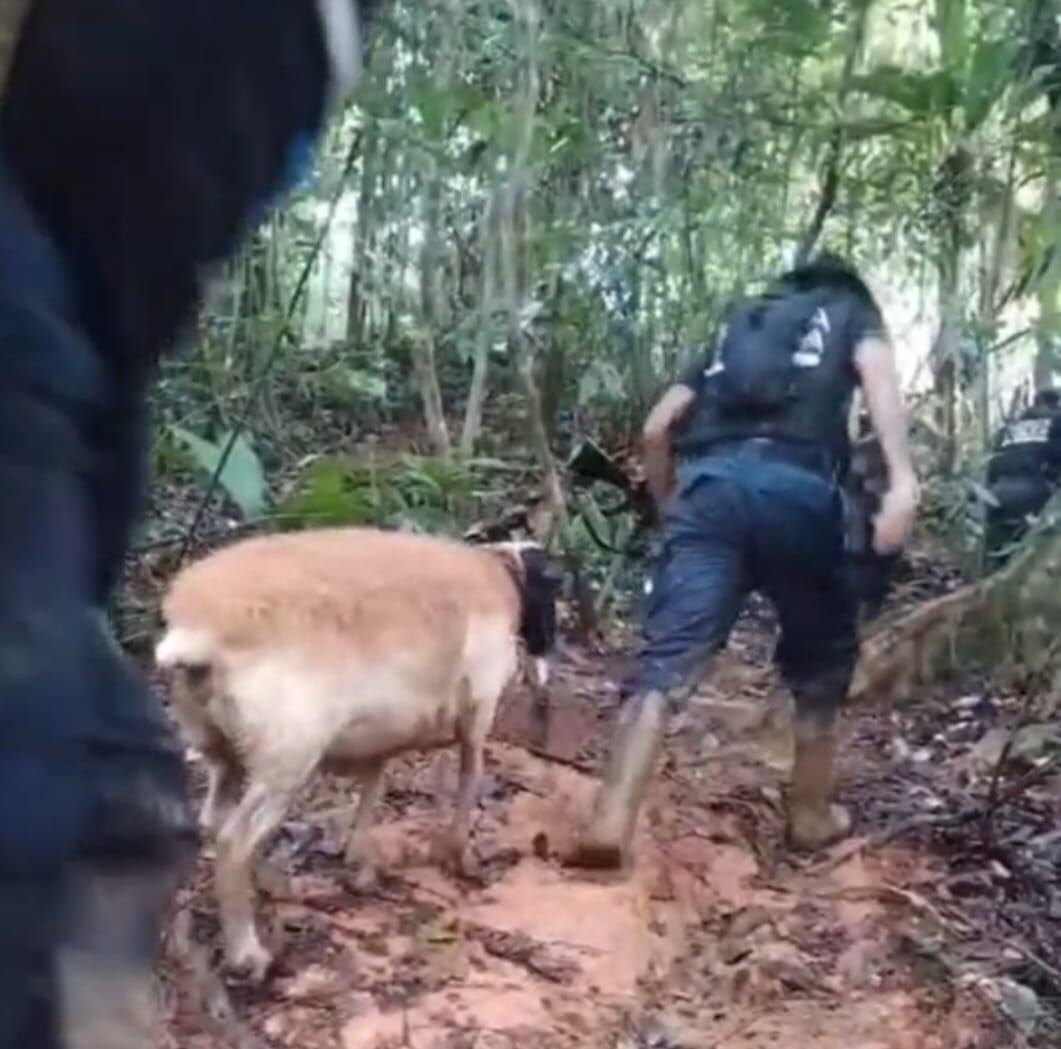 Oveja policía acompaña a oficiales en Crucitas. Foto MSP.
