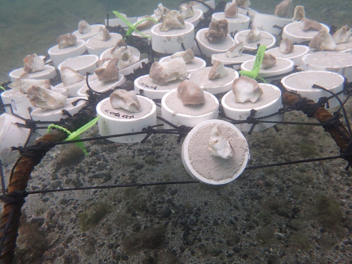 Estas son las galletas que se usan para la técnica de plataforma.