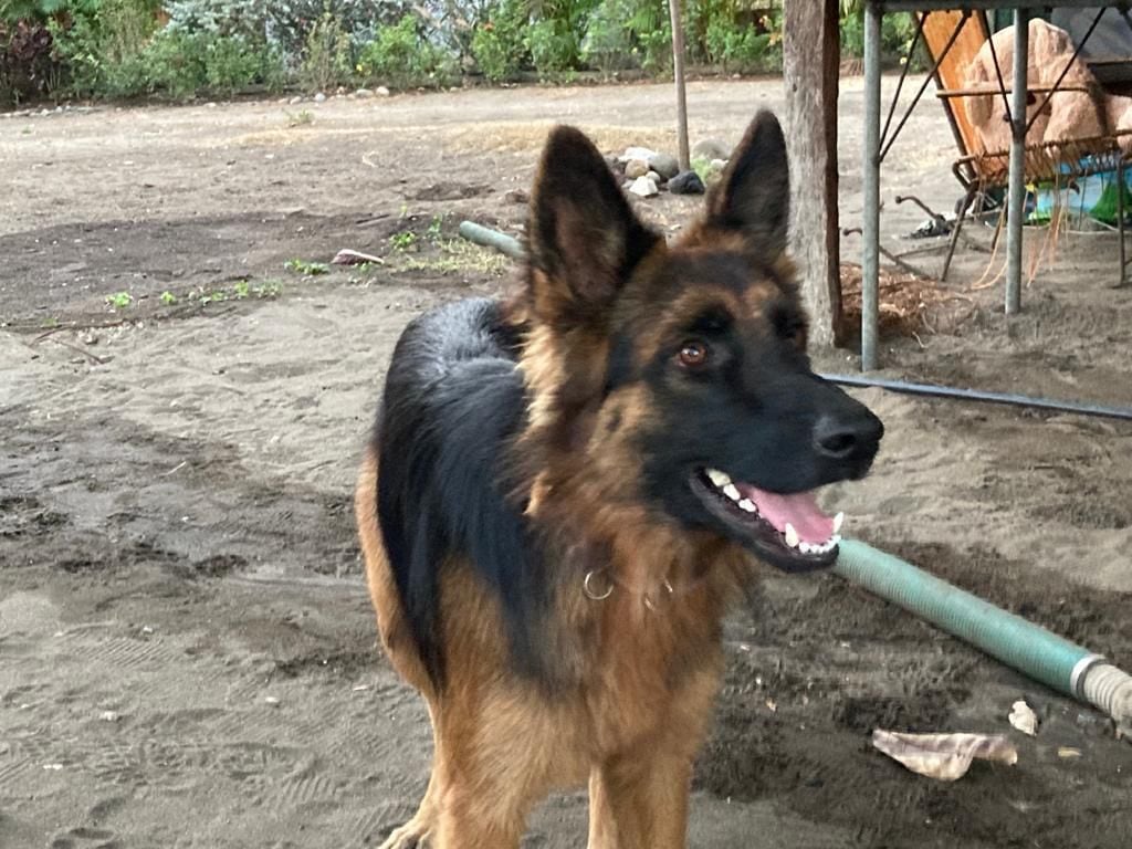 nueva campaña del Colegio de Veterinarios de Costa Rica, el cual propone educar a los dueños de perros para que conozcan el significado de los 7 colores en collares, tal y como se utiliza internacionalmente. En la foto, Moly
