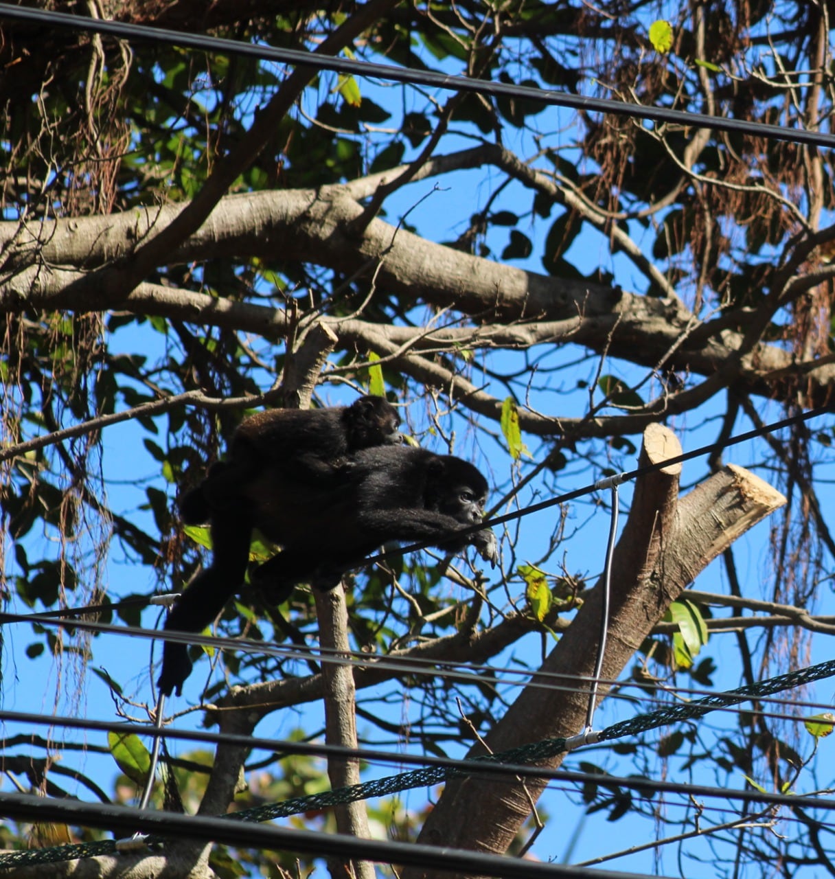 Un estudio realizado por una Fundación en Playa Tamarindo determinó que en ese lugar durante el 2021 un total de 142 monos congos sufrieron accidentes por electrocución especialmente