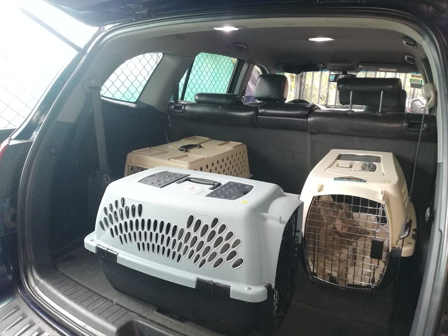 Si va a llevar su mascota a pasear en carro debe tener en cuenta ciertas reglas