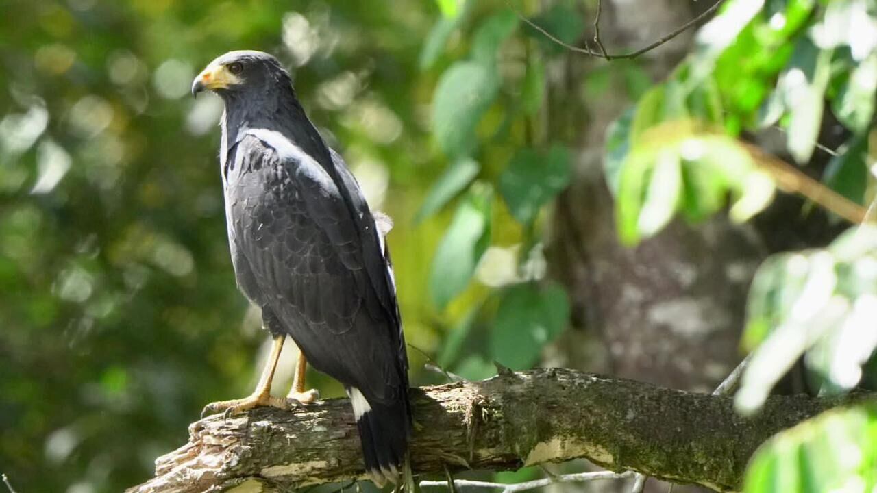 National Geographic se derrite en elogios para estos tesoros de Costa Rica.