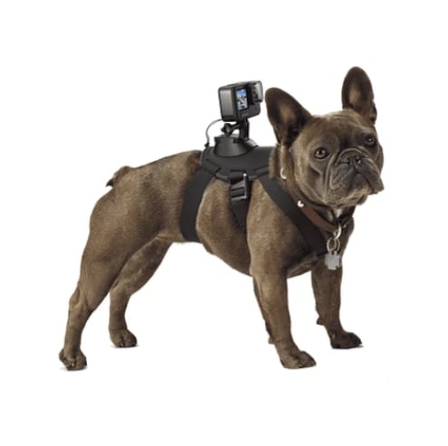 Artículos tecnológicos para perros.