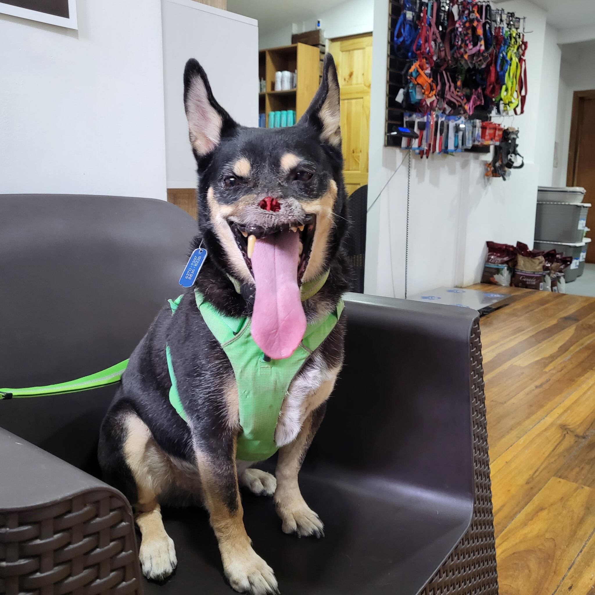 Duke, uno de los perros más luchadores por su vida que conoce el país, vuelve a pelear por su salud y por seguir ladrando y moviendo su colita alegremente, ya que desde el pasado martes comenzó a tener convulsiones