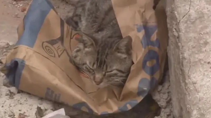 El gato mordió a su dueño para despertarlo y salvarlo del incendio en Rosario.