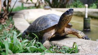 Niños disfrutarán sus vacaciones entre naturaleza, talleres y diversión en Cartago