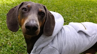 Compró perro para regalarlo, pero terminó cambiándole la vida: así es Draco, un salchicha con nombre inspirado en Harry Potter