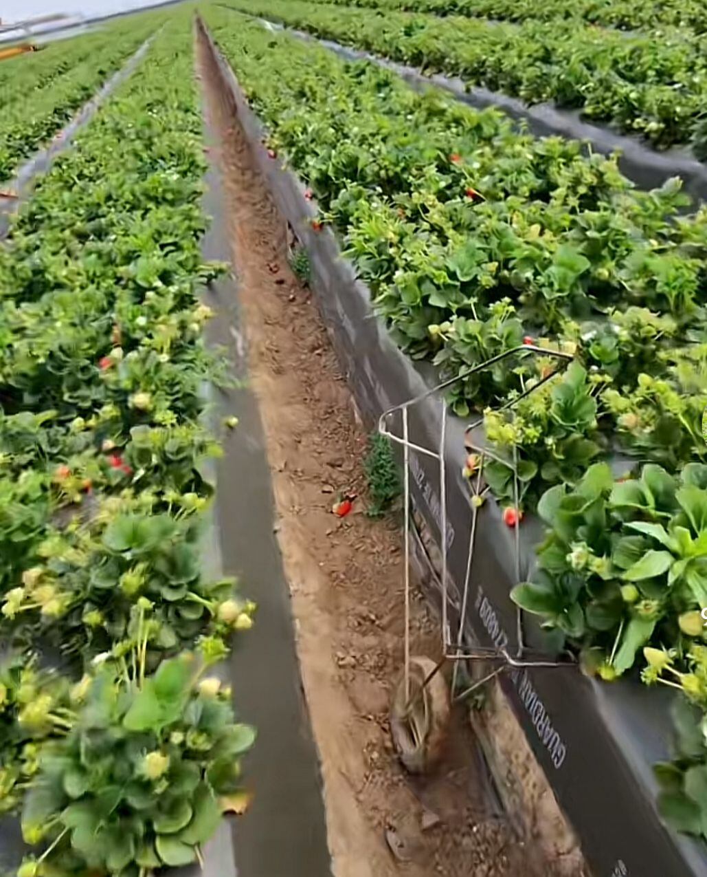 Campes1no en Estados Unidos