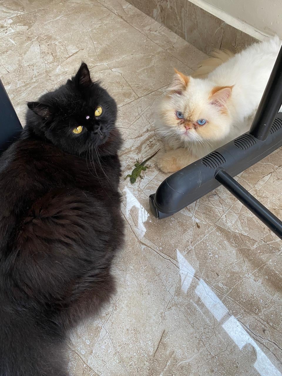 En una hogar de Patalillo de Coronado, dos gatos se han robado el corazón de toda una familia. Son Tati y Otto, los peluditos que llegaron para llenar el hogar de amor, travesuras y compañía. Su mamá humana, Yesiney Espinoza Larrea, de 30 años, asegura que estos gatitos cambiaron su vida y la de su hijo Khaleb, de 7 años.