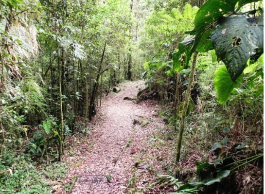 El Parque Nacional Braulio Carrillo se ubica al norte del Valle Central, sobre la Cordillera Volcánica Central. (Sinac)