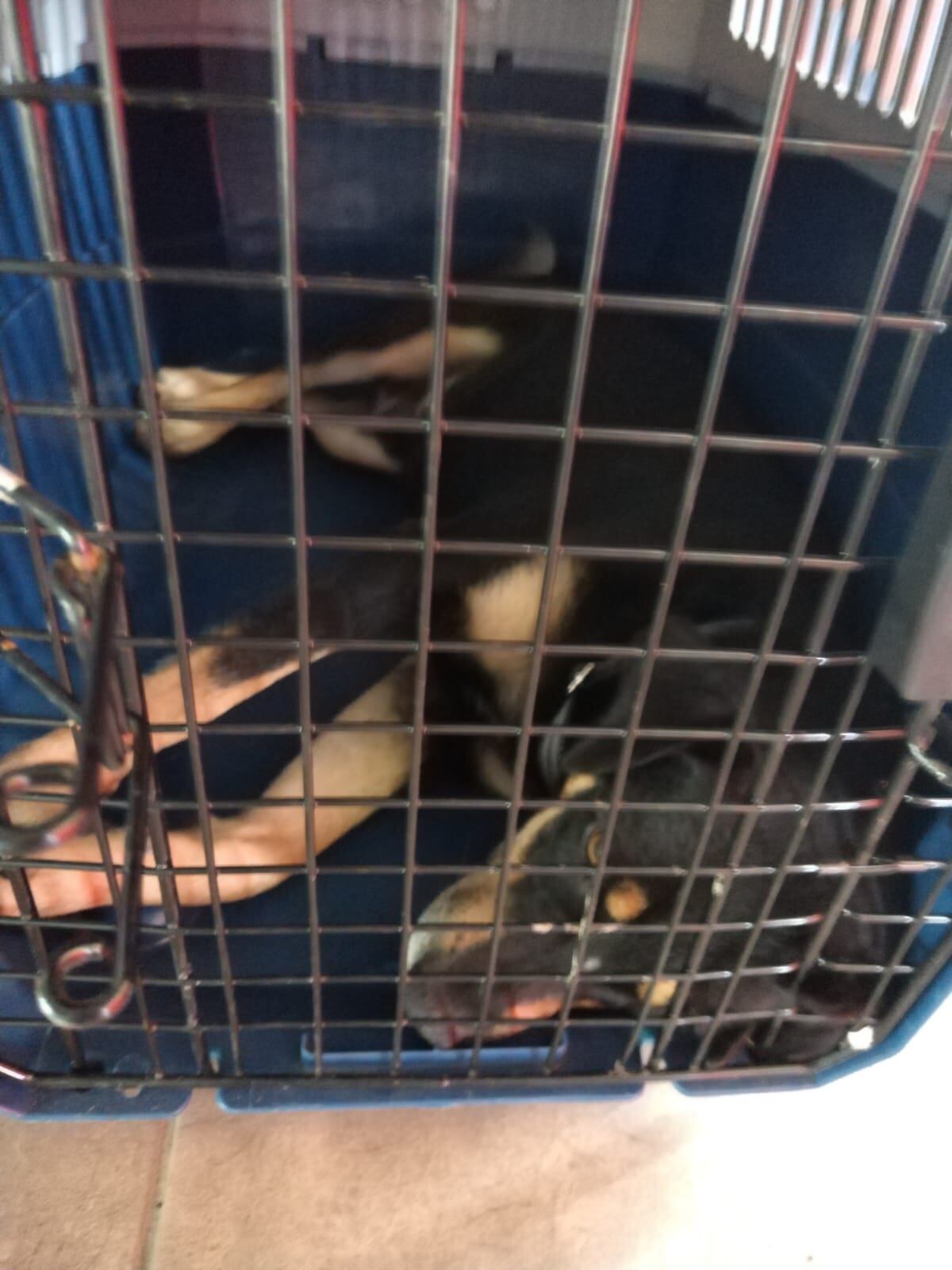 perros abandonados en Romería