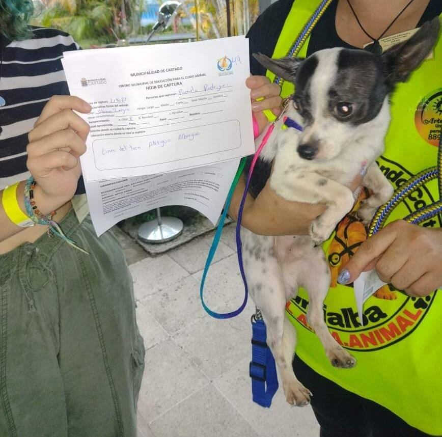 Robinson, un perrito chihuahua de quien podría decirse que la virgencita de Los Ángeles, nuestra Negrita, le hizo un pequeño milagrito y lo salvó de morir de hambre, pasándolo de indigente a ser el rey
