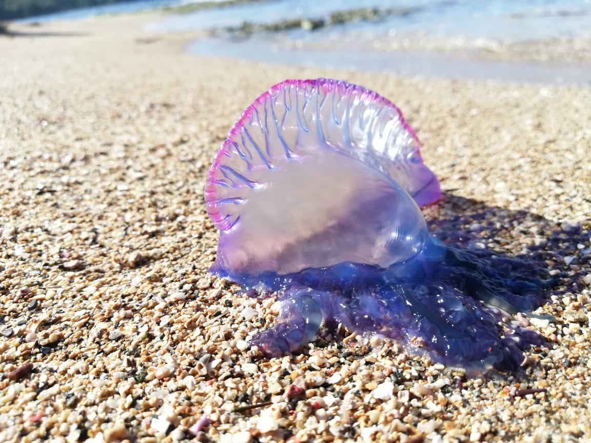 Las aguas malas se comienzan a reportar en Puerto Viejo. Tenga mucho cuidado porque tienen un veneno que le provoca un gran dolor al ser humano y en casos muy raros han provocado hasta la muerte.