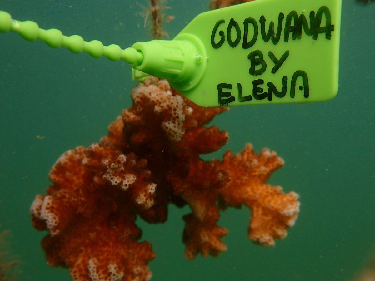 Algunos corales llevan nombres especiales. Este se llama Godwana.