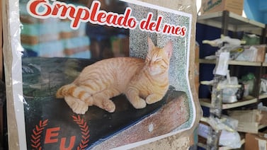 Ricky, un gatico supersimpático, fue elegido empleado del mes en Puntarenas