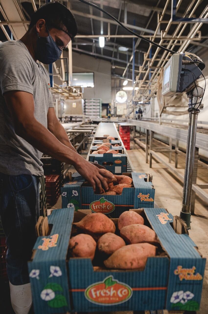 TropiFoods, una empresa nacional que exporta camote naranja a Francia, ese un caso de éxito del programa “Descubre”, una alianza público- privada que une al ministerio de Comercio Exterior (COMEX), el Ministerio de Agricultura y Ganadería (MAG) y la Promotora del Comercio Exterior (PROCOMER) con apoyo de CINDE y el Sistema de Banca para el Desarrollo.