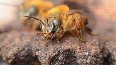 Alertan a Cruz Roja y Bomberos por ataque de abejas que habría afectado a 7 personas