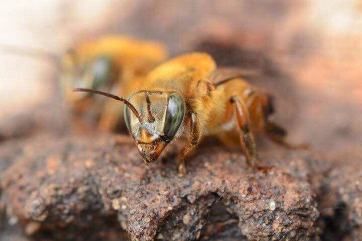 Abeja mariola una variedad melipona