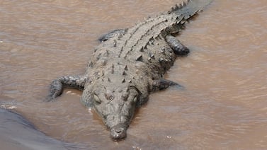 Turistas ya no podrán parar en uno de los puentes más famosos del mundo para ver cocodrilos