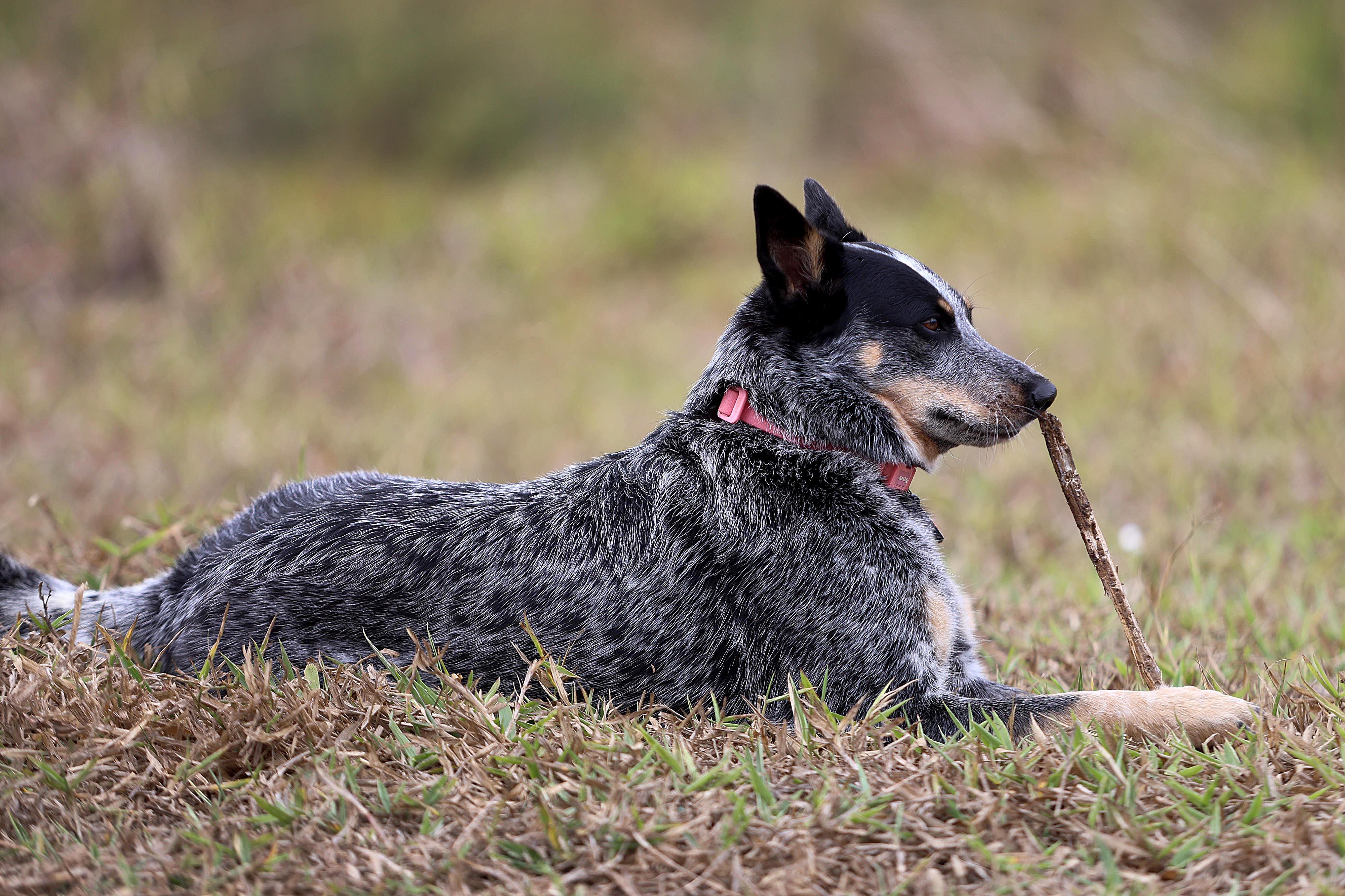 25/04/2024 San Ramón. Logan, el perro tico más seguido en redes sociales es un boyero australiano. Su dueño, Kevin Argüello, se apoya en la fama del enérgico y gracioso animal para ayudar a otros perros. Foto: Rafael Pacheco Granados