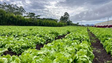Vegetales Fresquita: frescura y calidad en los ingredientes de McDonald’s