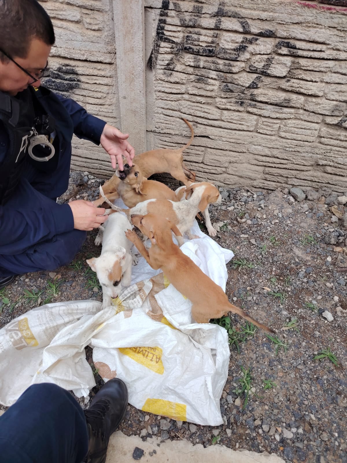 La vida de seis cachorros cambió gracias a una alerta que recibieron oficiales de la Delegación Policial de Aserrí, en San José. Foto: MSP