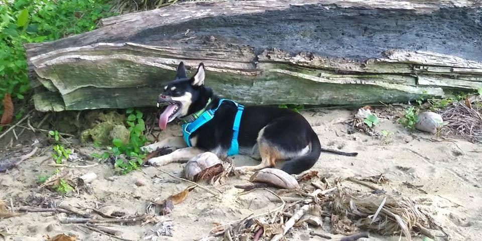 Duke el perrito macheteado en el 2016 se va a vivir a Puerto Viejo de Talamanca