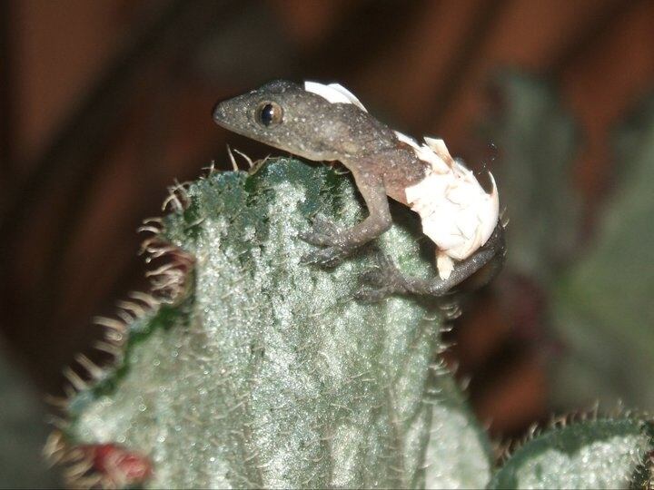 El biólogo de la Universidad de Costa Rica (UCR) y School for Field Studies, Víctor Acosta Chaves, especializado en herpetología, nos aclara mitos y verdades de los gecos