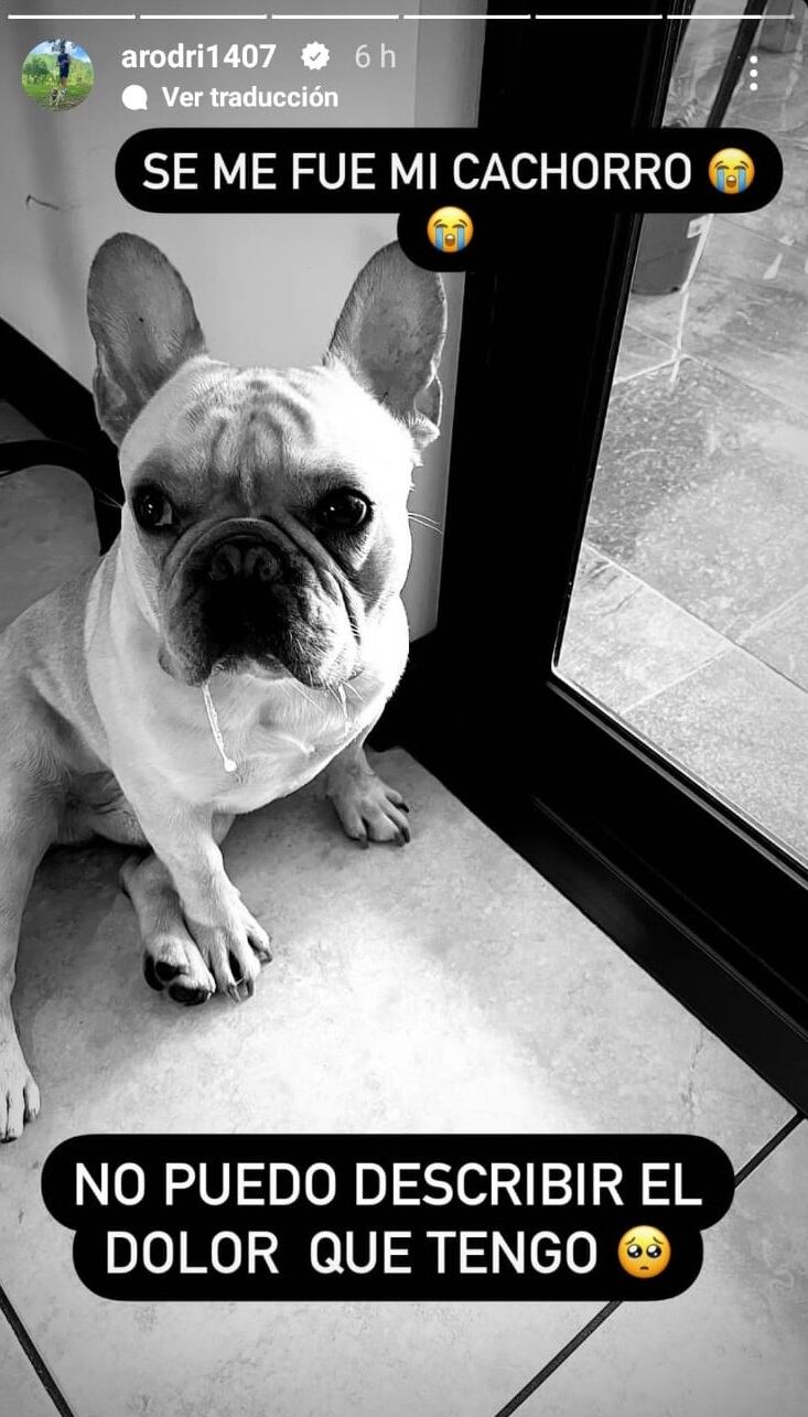 Benito era el perrito del delantero Ariel Rodríguez. Instagram.