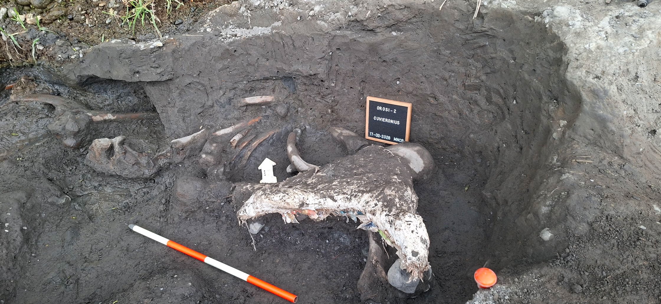 Hallazgo de mastodonte en Cartago