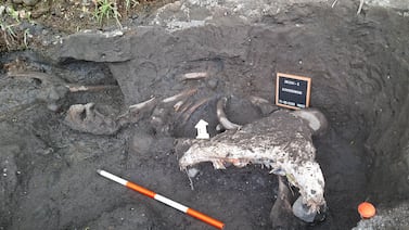 ¿Recuerdan al mastodonte y perezoso gigante encontrados en Cartago? Expertos revelan sus edades