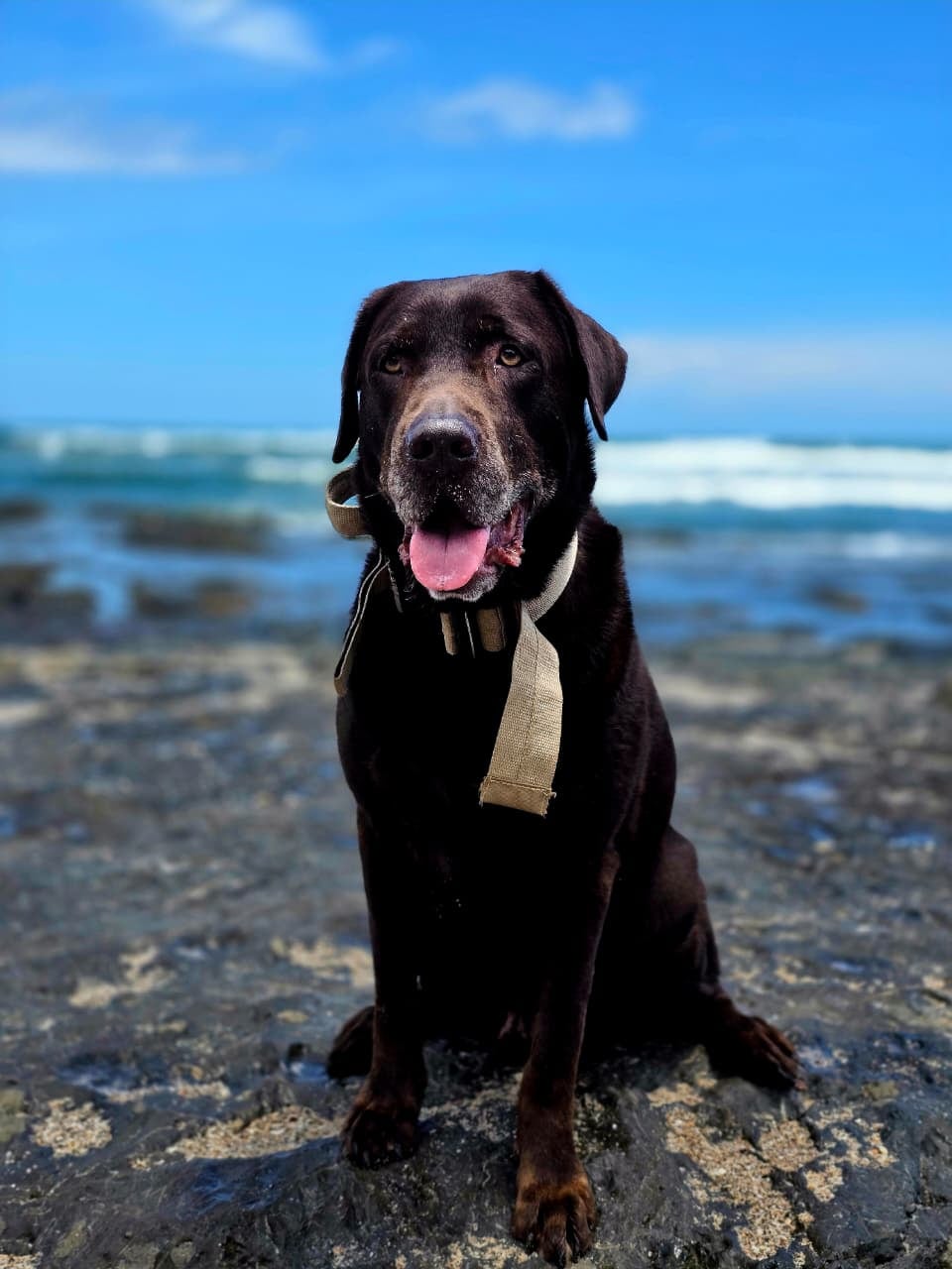 Este labrador chocolate de 8 años ayuda a otros perros a aprender a convivir con más calma. Junto a Hannibal Chevez, se ha convertido en un aliado para enfrentar los problemas de conducta canina haciendo salchiexorcismos